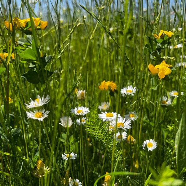Blütengrün – Wildblumenwiese mit Gänseblümchen und Wildblüten